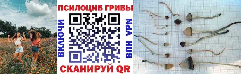 Галлюциногенные грибы прущие грибы Богородск